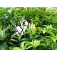 Kim ngân hoa (Lonicera japonica Thumb.)
