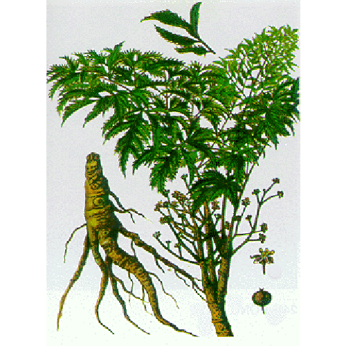 Đinh lăng (Polyscias fruticosa (L.) Harms., họ Nhân sâm Araliaceae)
